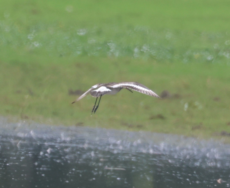 Black-tailed Godwit (melanuroides) - ML644511993