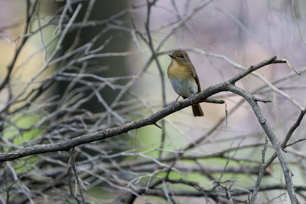 Chinese Blue Flycatcher - ML644511995
