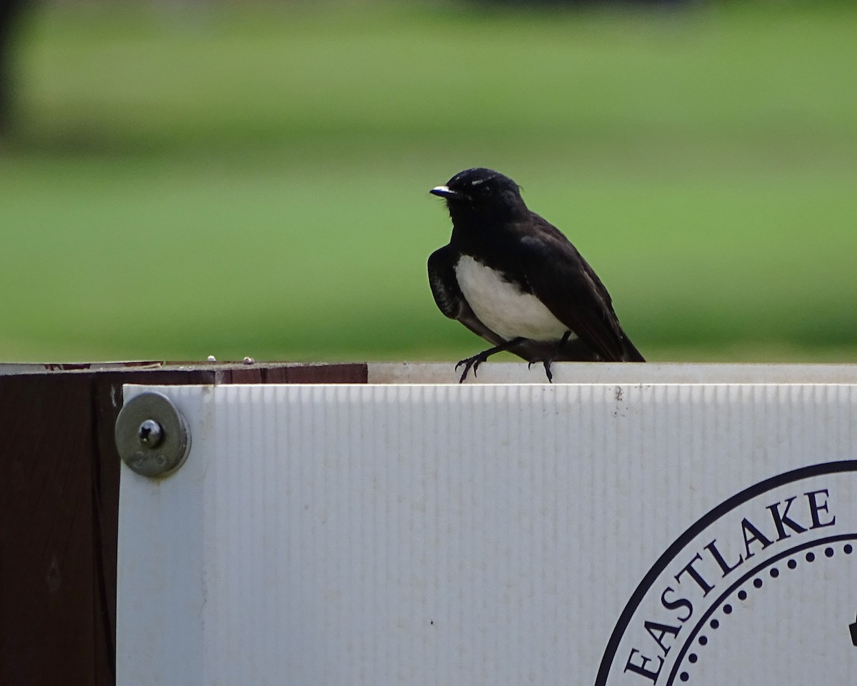 Willie-wagtail - ML644511996