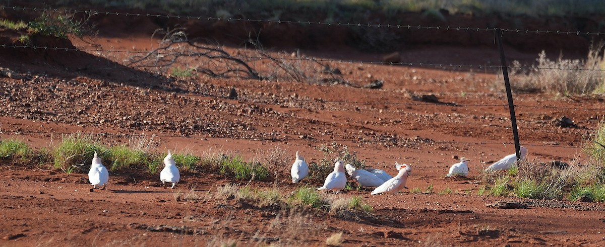 Pink Cockatoo - ML644511997