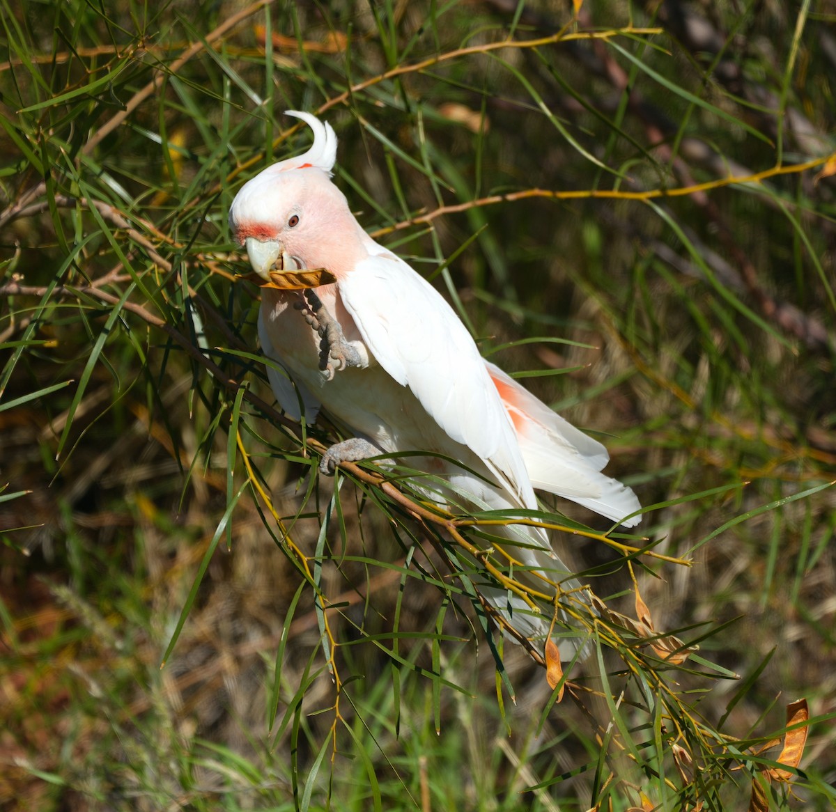Pink Cockatoo - ML644511998