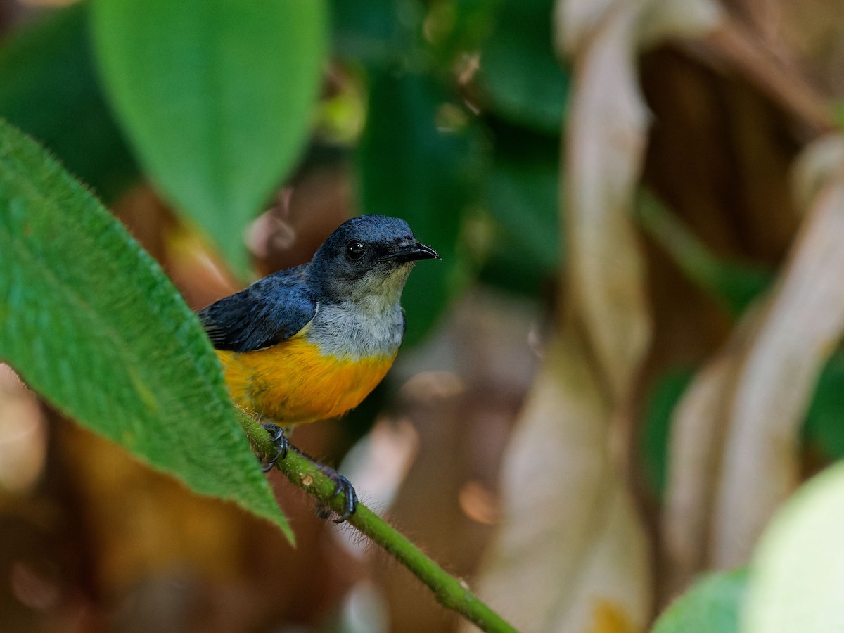 Orange-bellied Flowerpecker - ML644511999