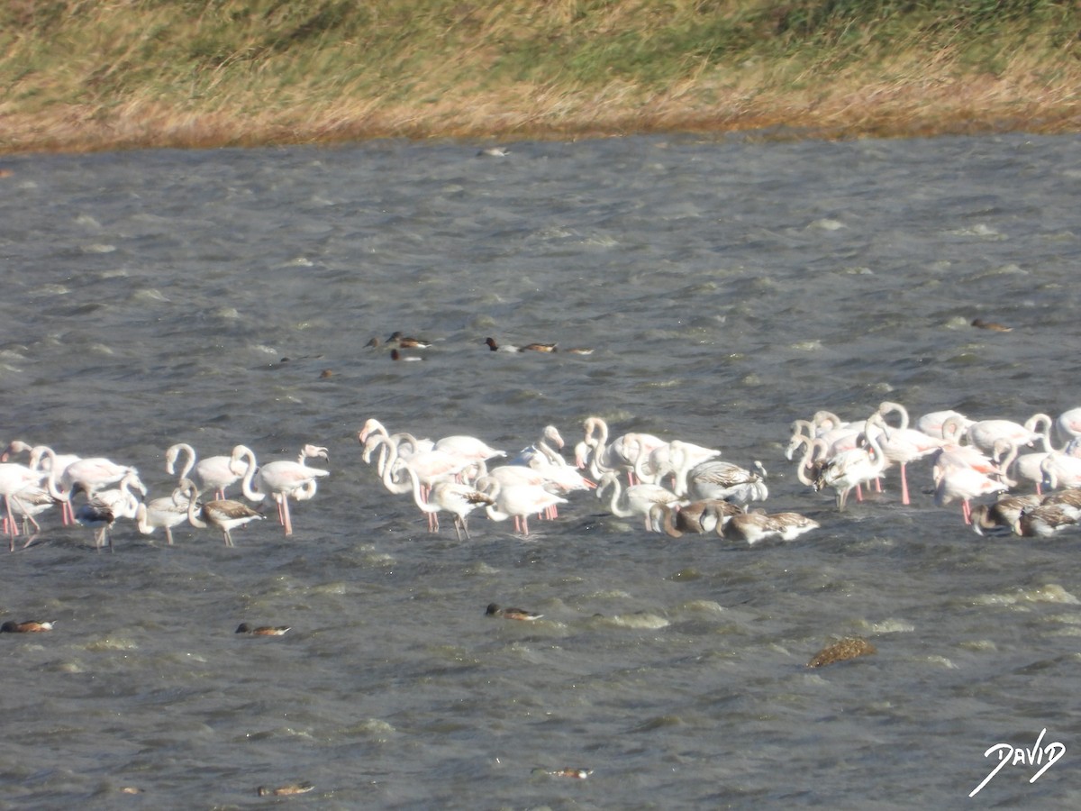 ヨーロッパフラミンゴ - ML644512001