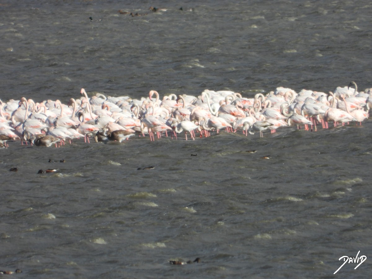 ヨーロッパフラミンゴ - ML644512003