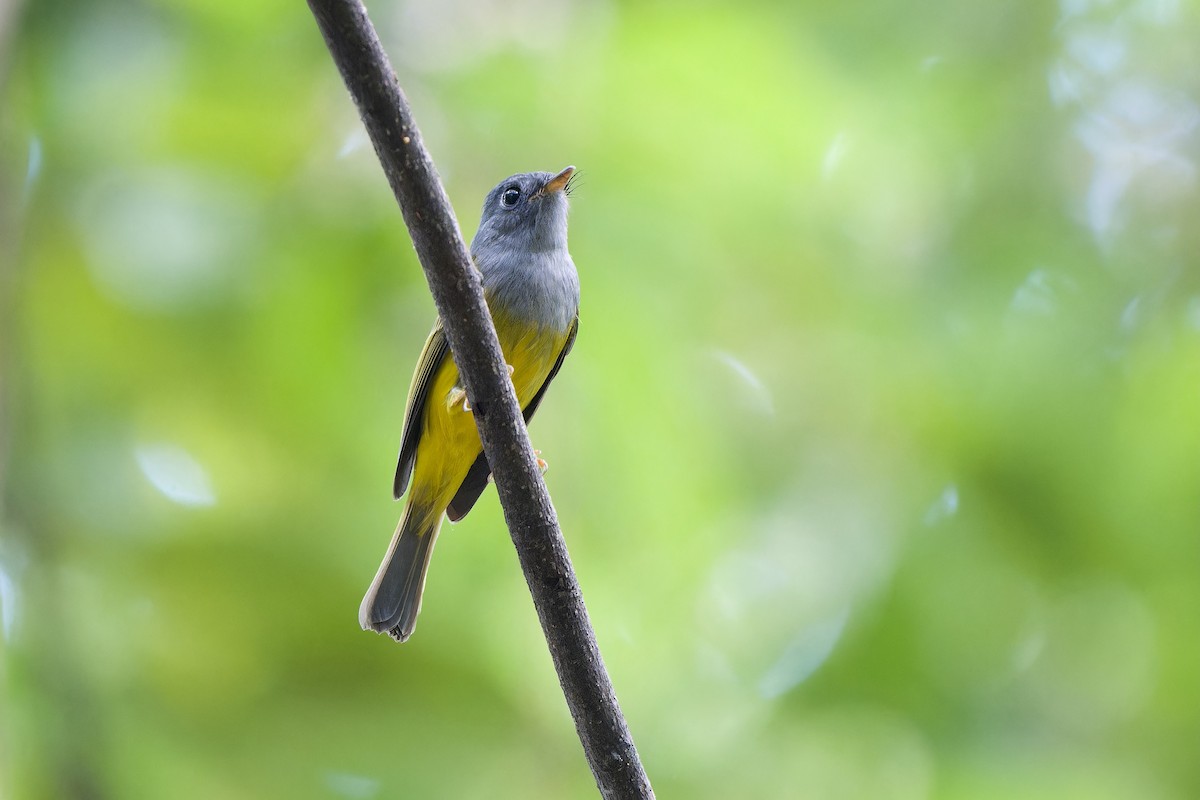 Gray-headed Canary-Flycatcher - ML644512004