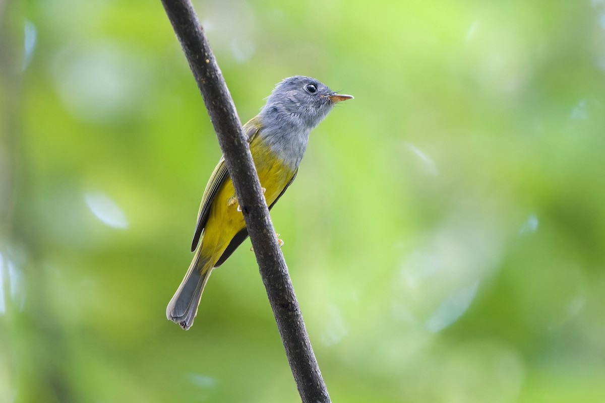 Gray-headed Canary-Flycatcher - ML644512005