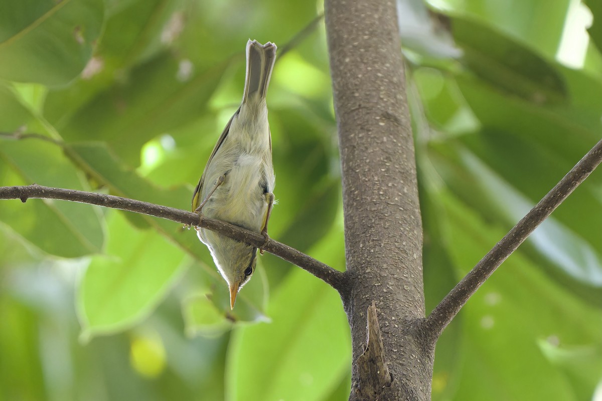 Claudia's Leaf Warbler - ML644512014