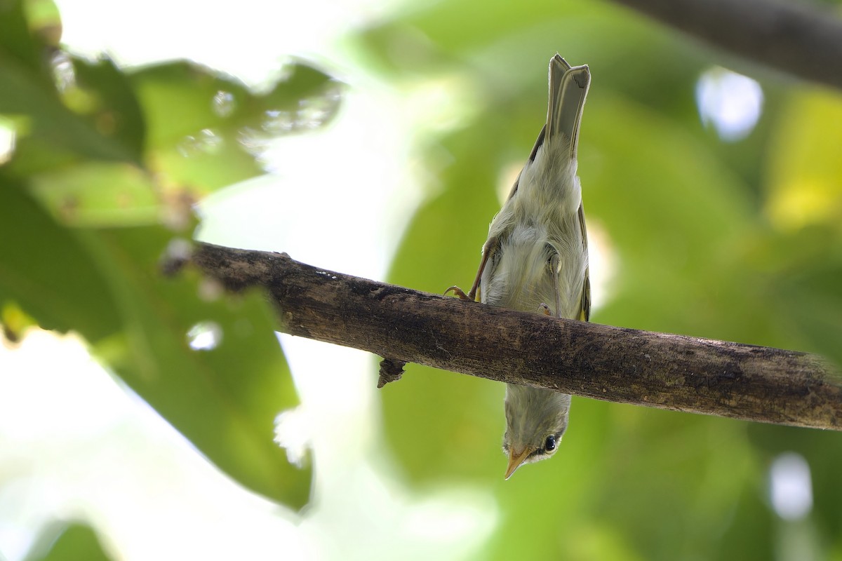 Claudia's Leaf Warbler - ML644512015