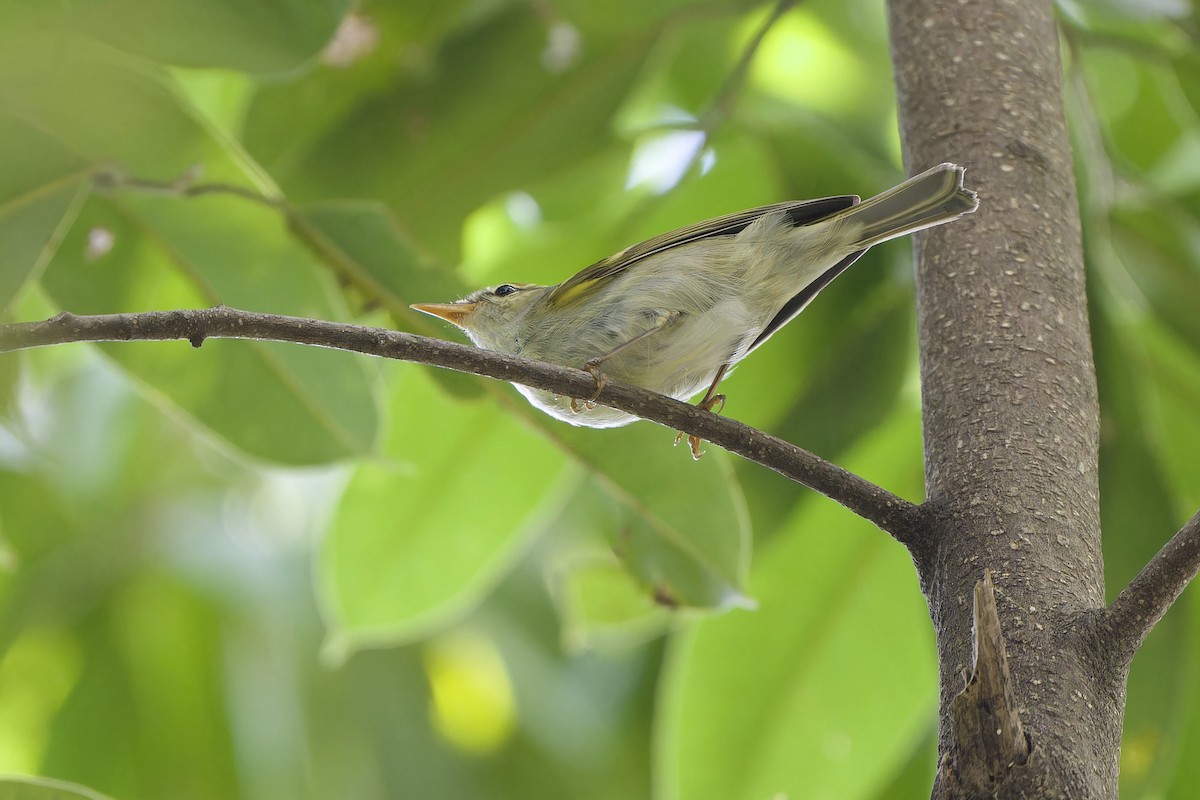 Claudia's Leaf Warbler - ML644512016