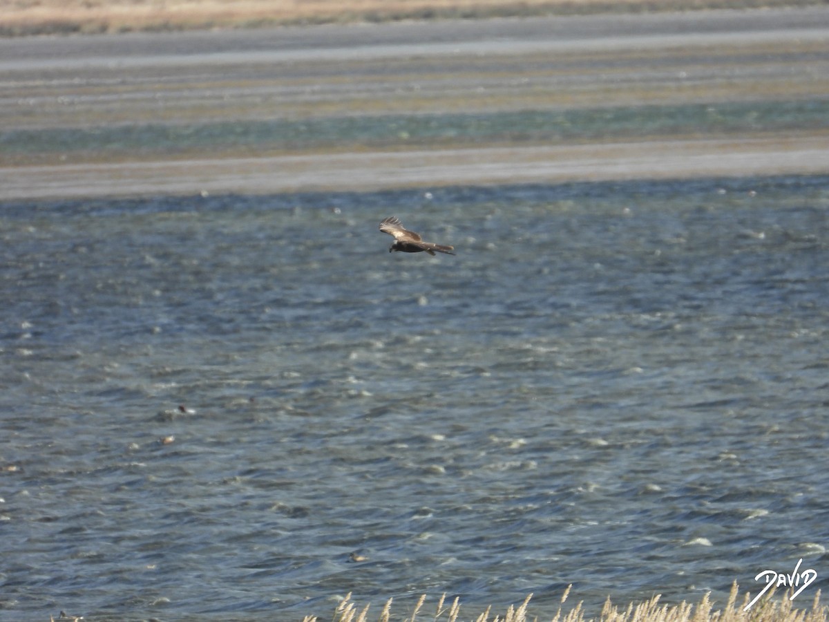 Aguilucho Lagunero Occidental - ML644512017