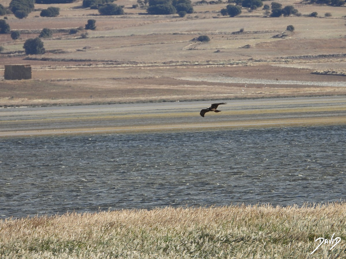 Aguilucho Lagunero Occidental - ML644512018
