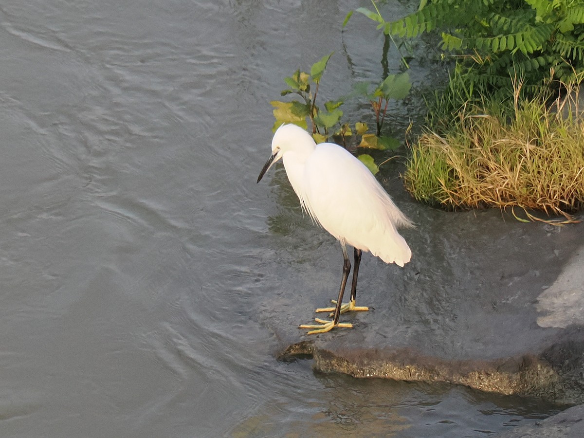 silkehegre - ML644512019