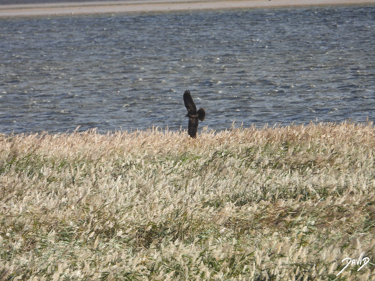 Aguilucho Lagunero Occidental - ML644512020