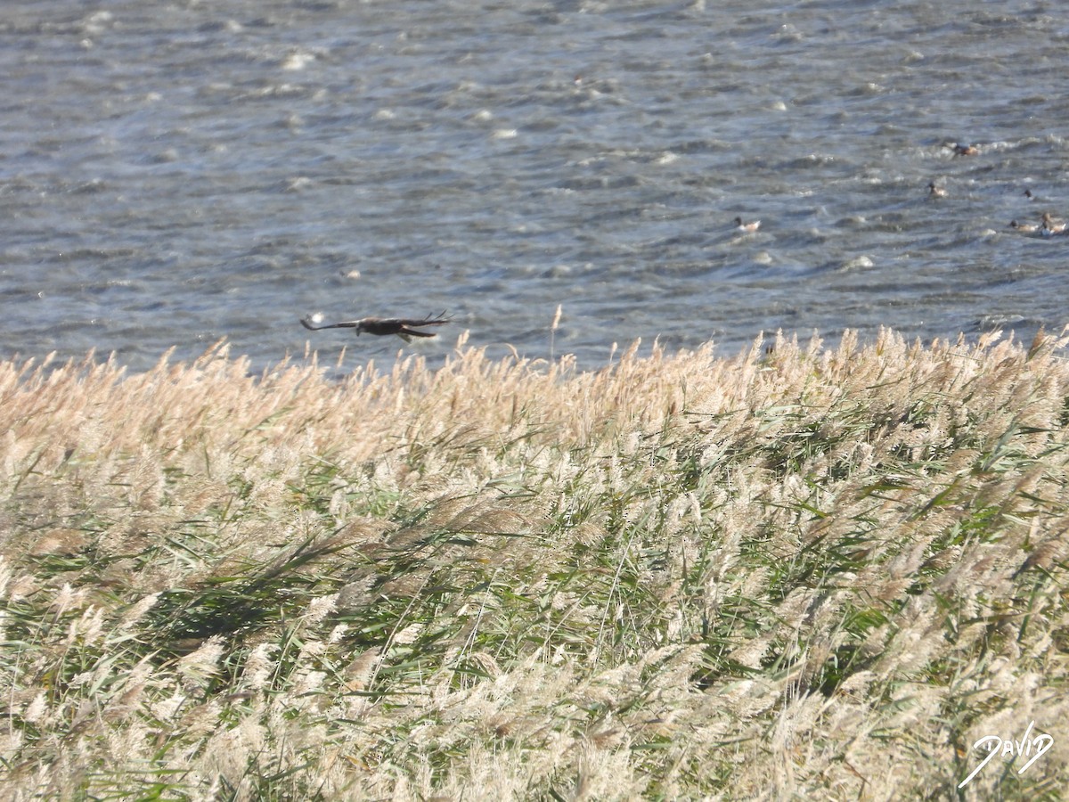 Aguilucho Lagunero Occidental - ML644512021