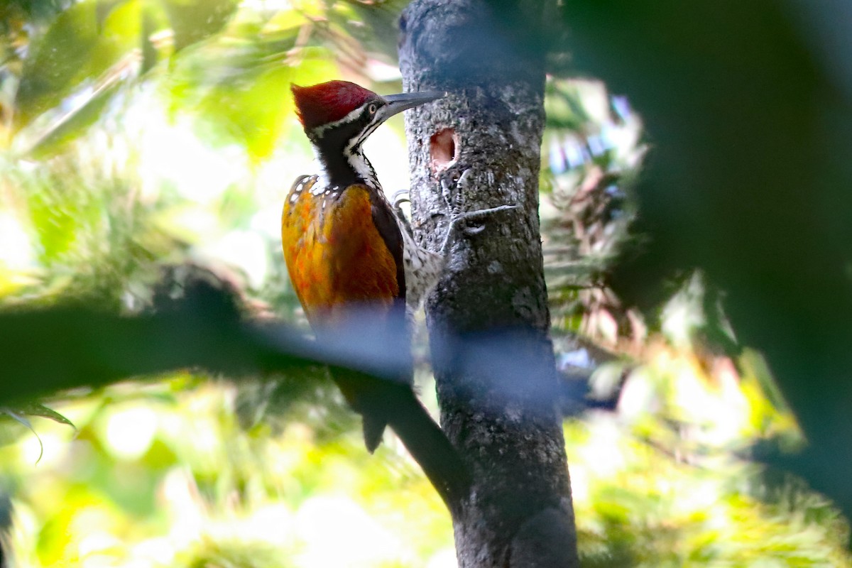 sultanspett - ML644512023