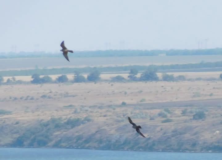 Red-footed Falcon - ML644512026