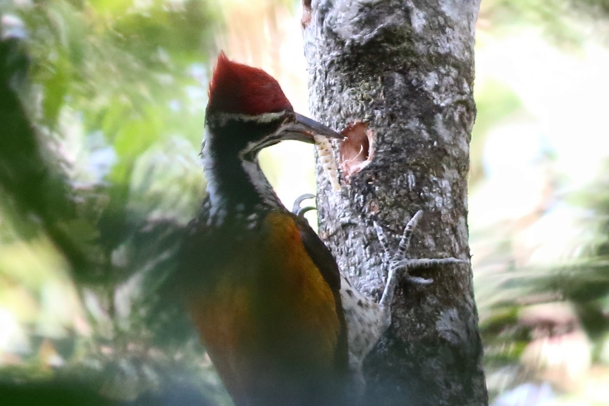 sultanspett - ML644512030