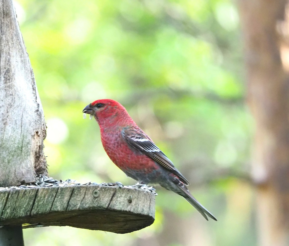 konglebit - ML644512032