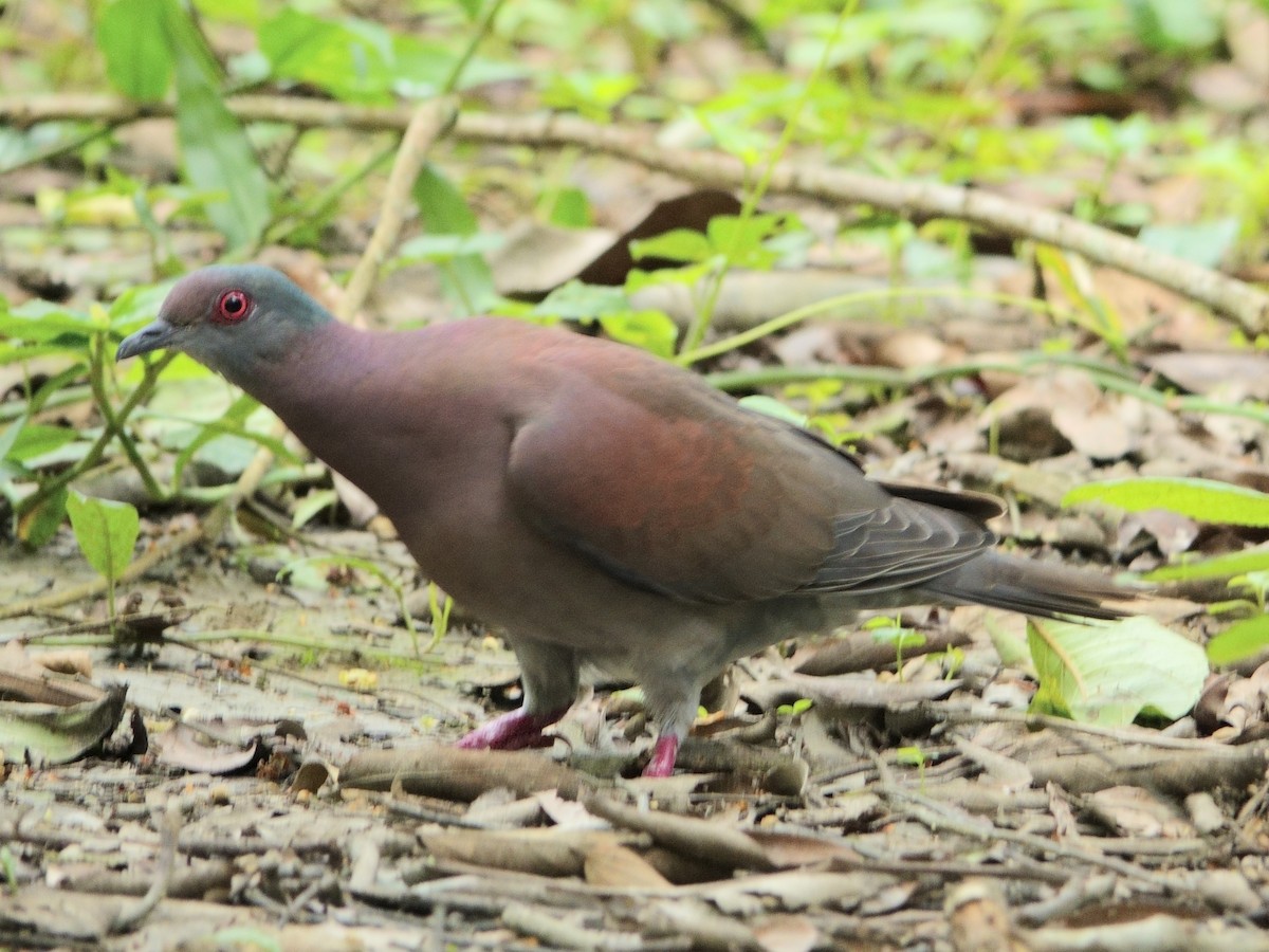 Paloma Colorada - ML644512037