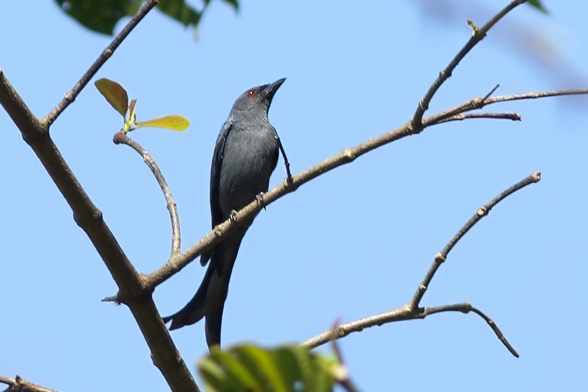 askedrongo - ML644512038