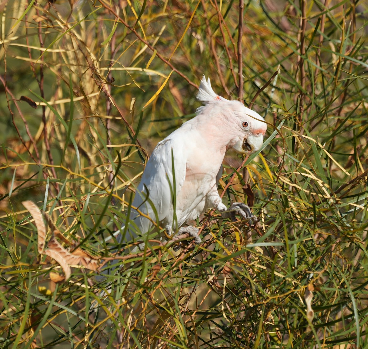 Pink Cockatoo - ML644512039