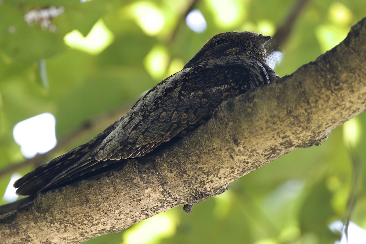 Gray Nightjar - ML644512041