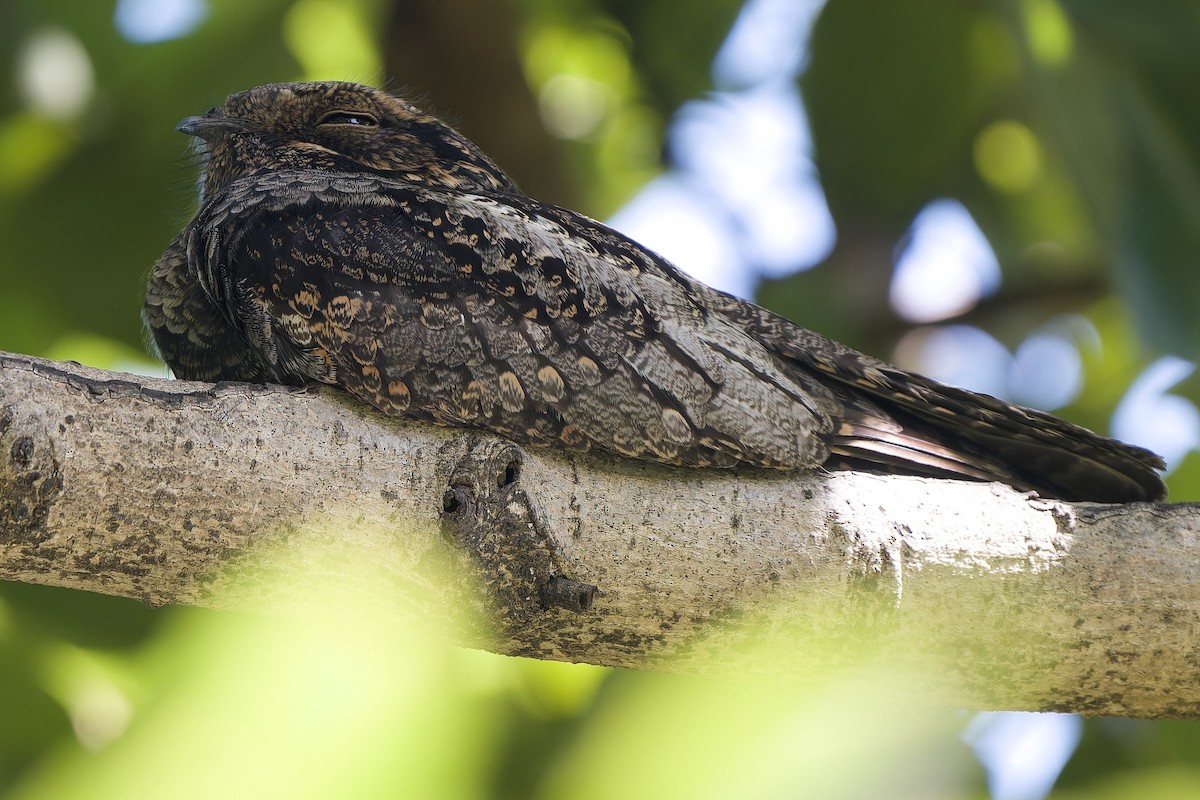 Gray Nightjar - ML644512042
