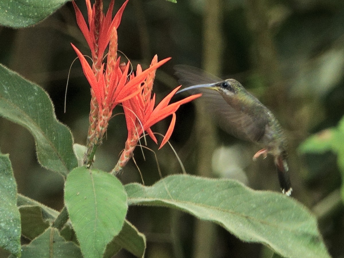 Rufous-breasted Hermit - ML644512044