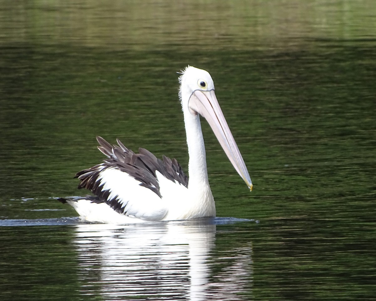 Australian Pelican - ML644512050