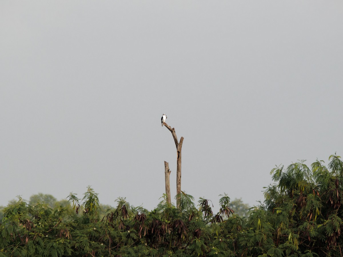 Black-winged Kite - ML644512055