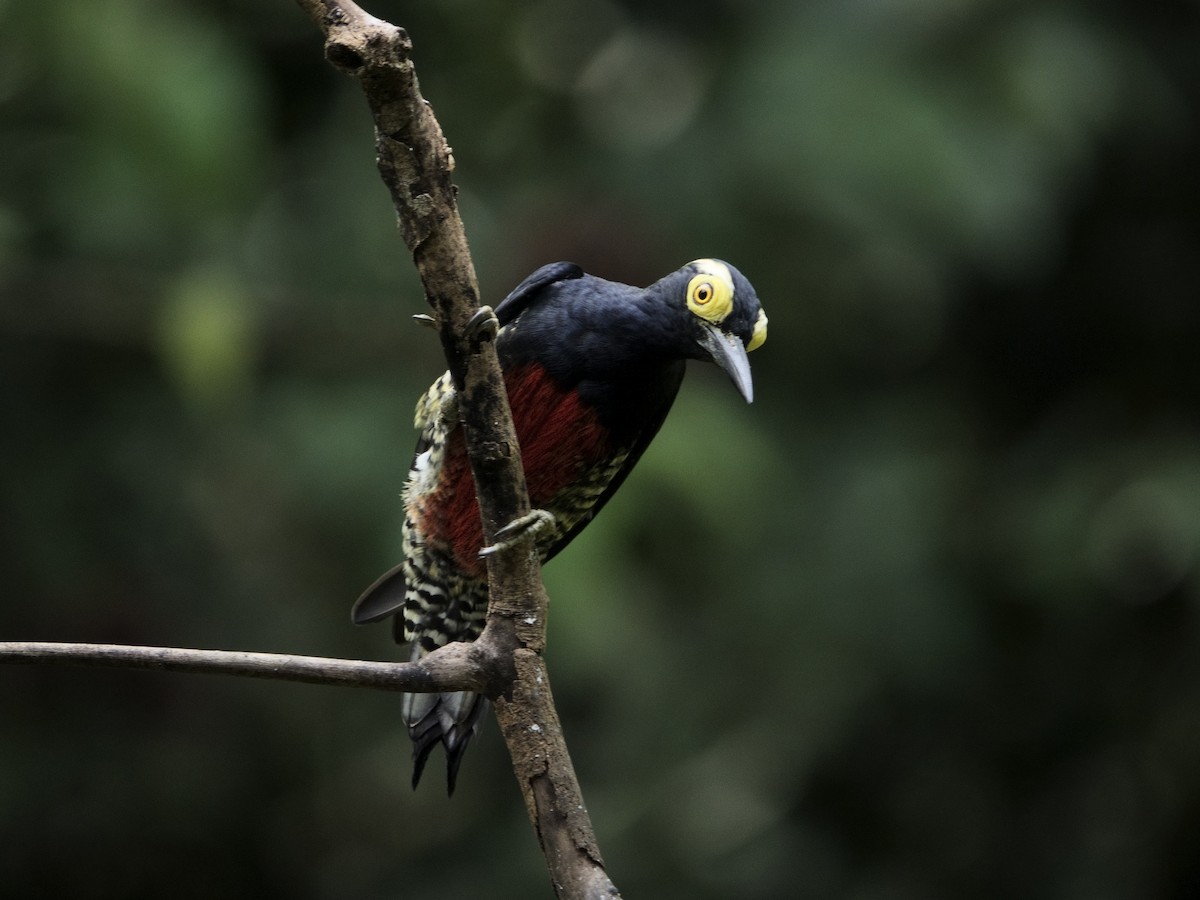 amazonspett - ML644512057