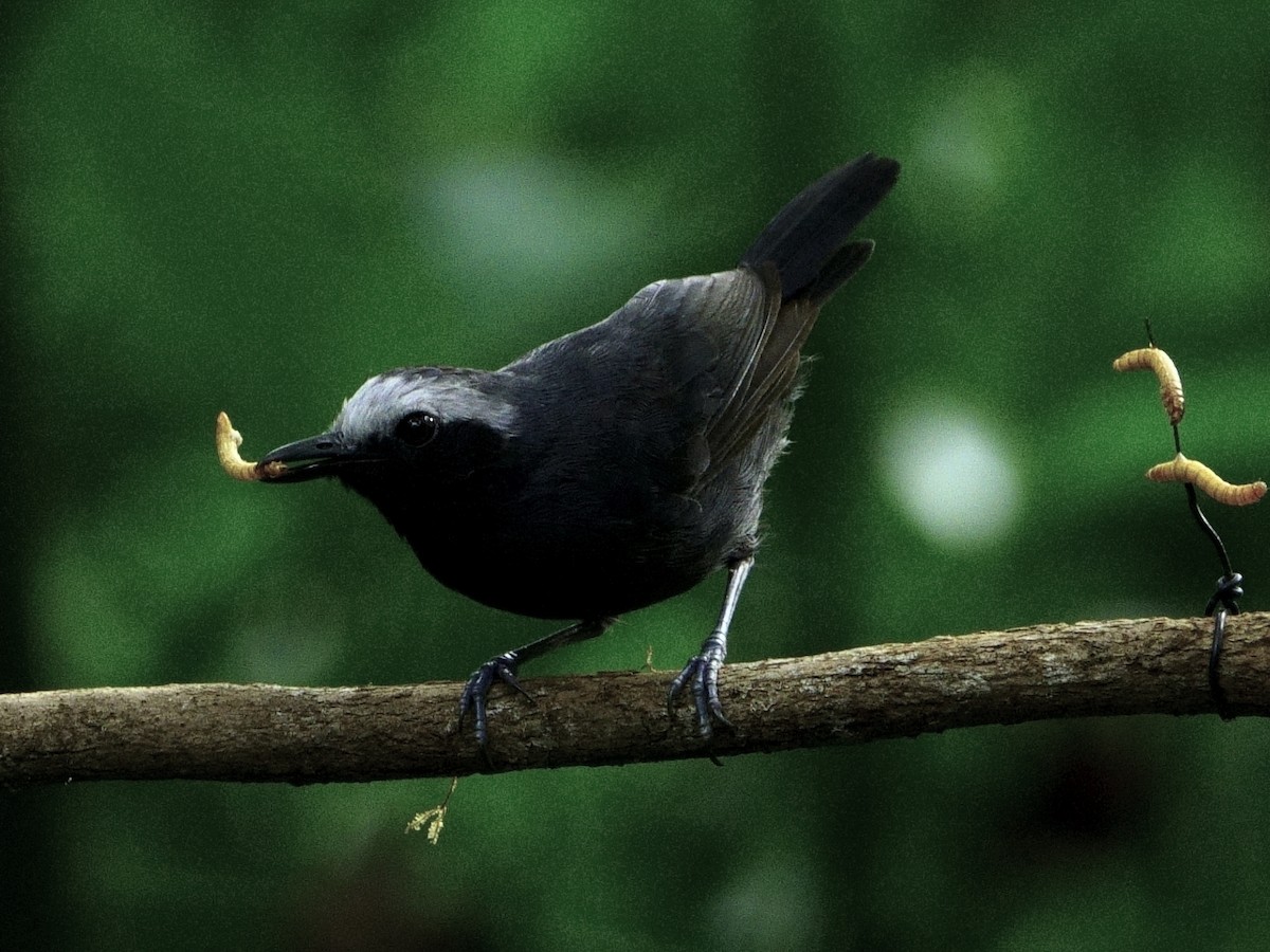 White-browed Antbird - ML644512059