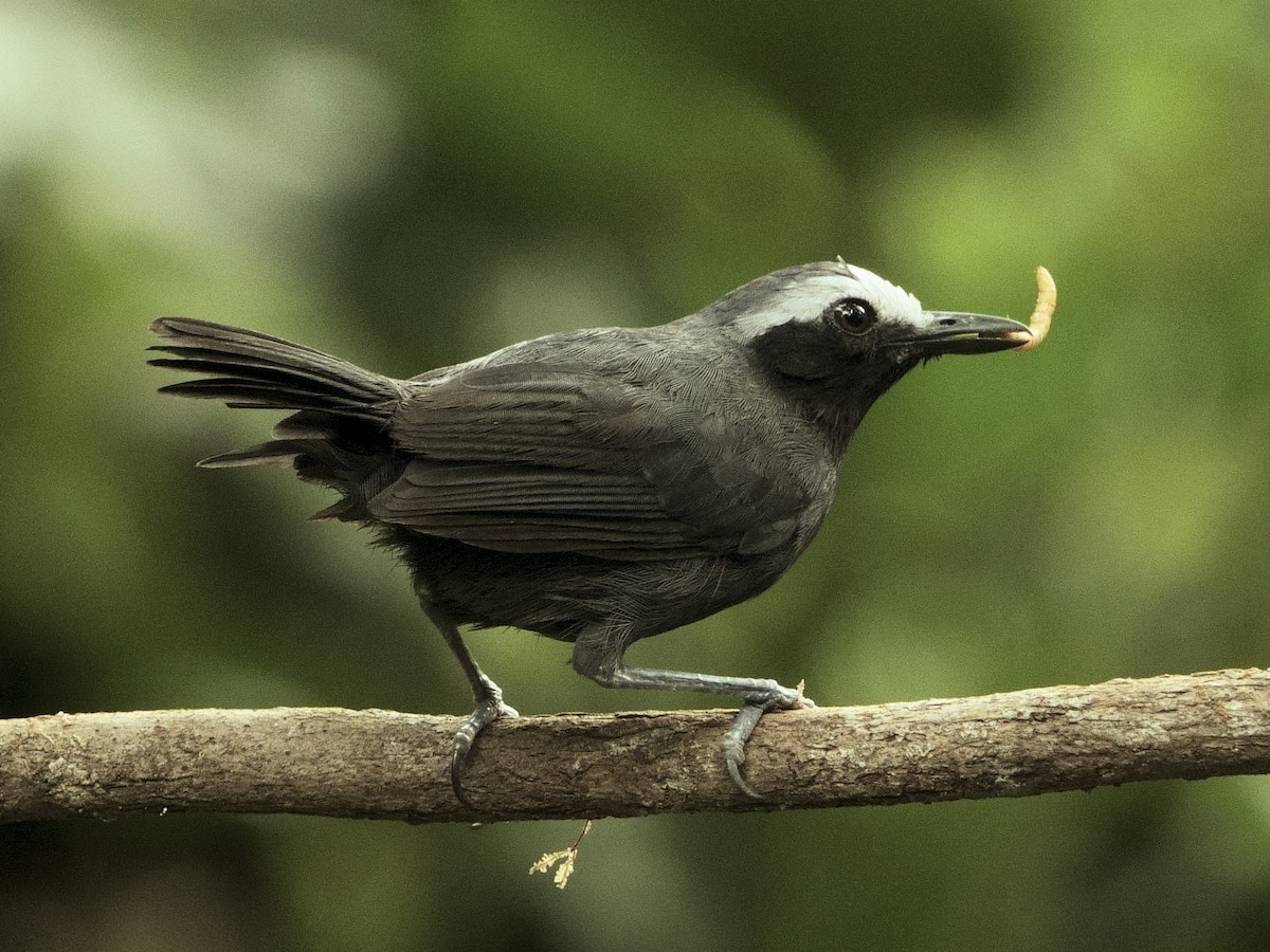 White-browed Antbird - ML644512060