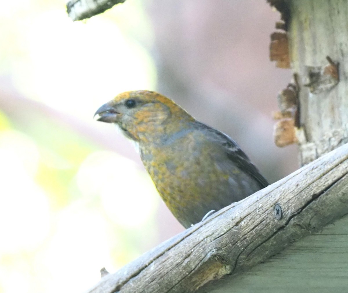 konglebit - ML644512061