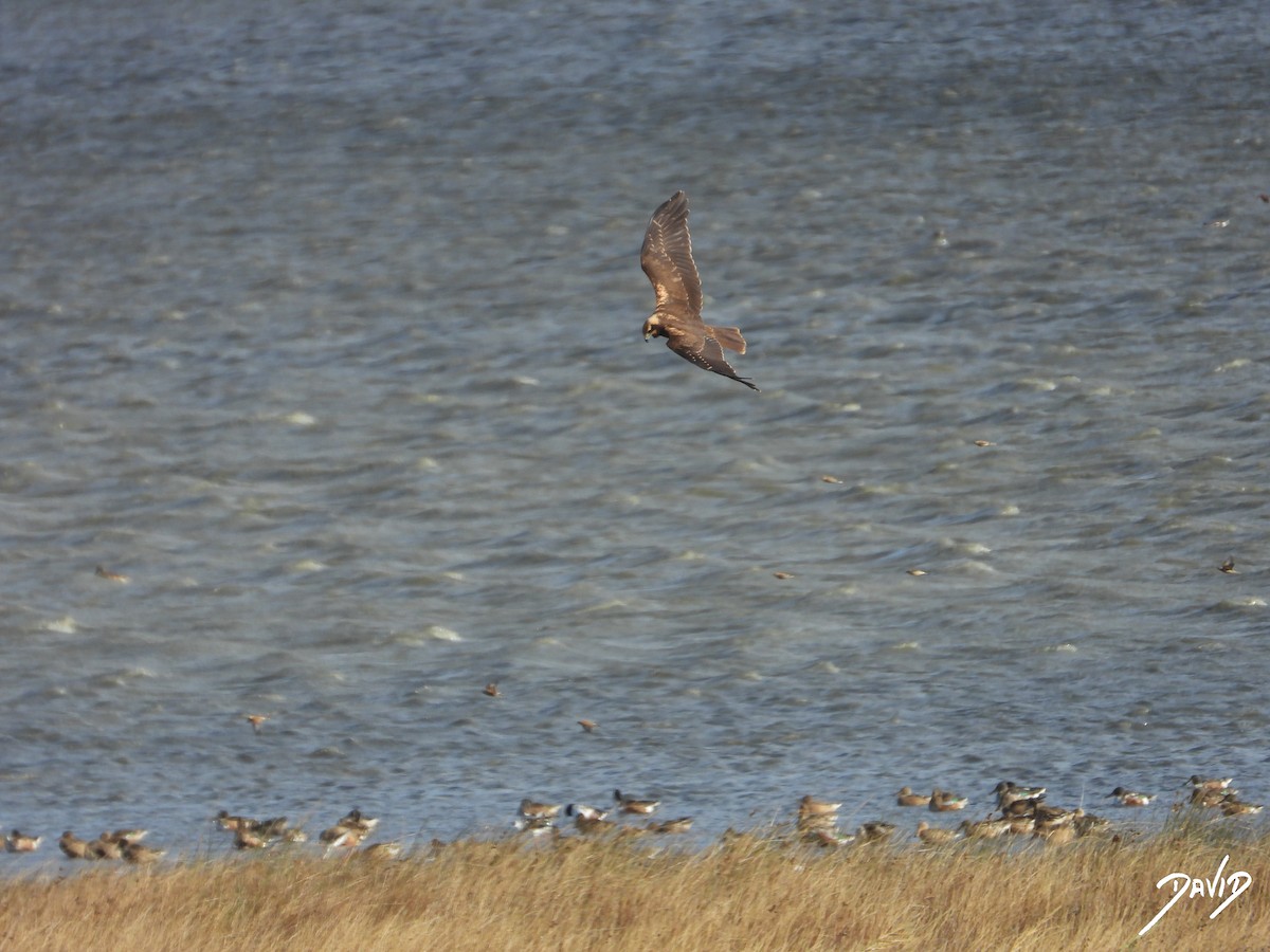 Aguilucho Lagunero Occidental - ML644512062