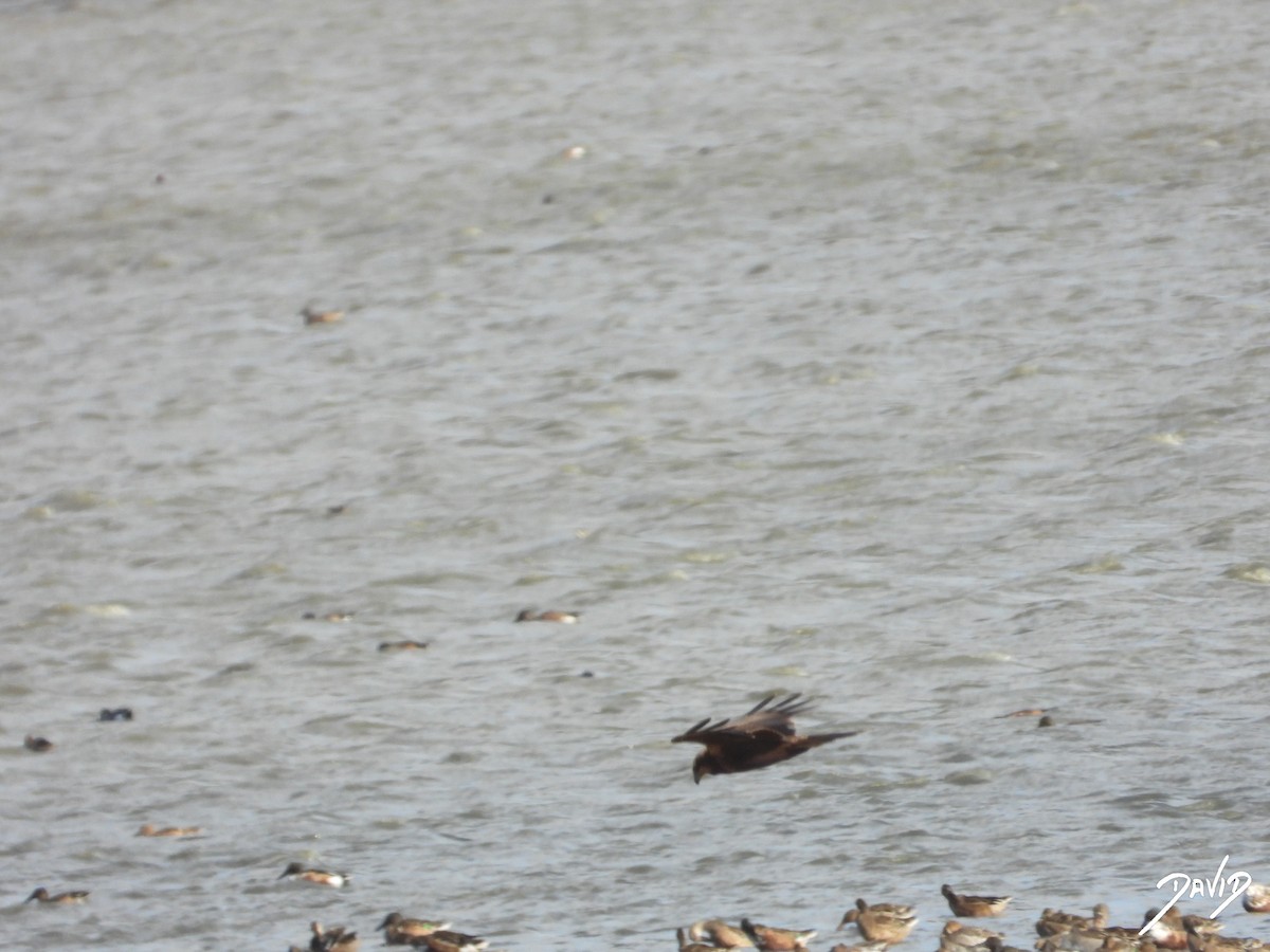 Aguilucho Lagunero Occidental - ML644512063