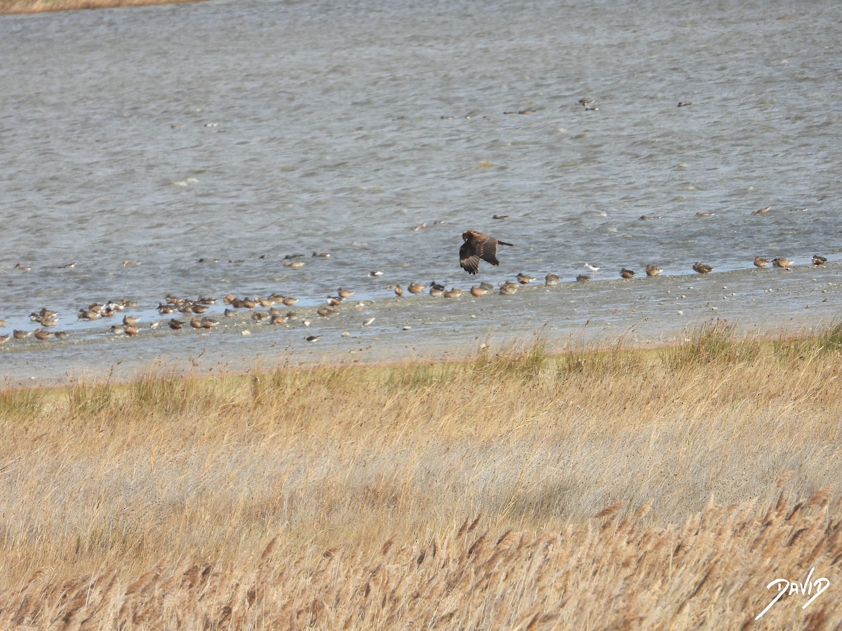 Aguilucho Lagunero Occidental - ML644512064