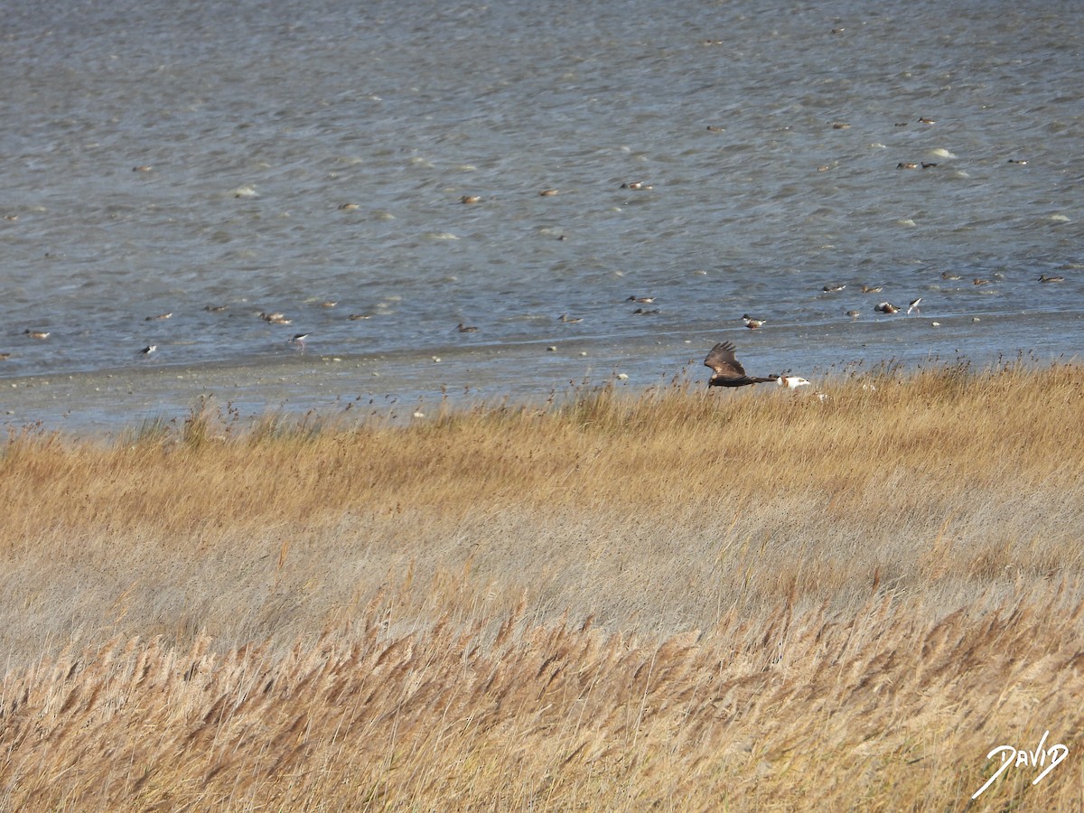 Aguilucho Lagunero Occidental - ML644512065