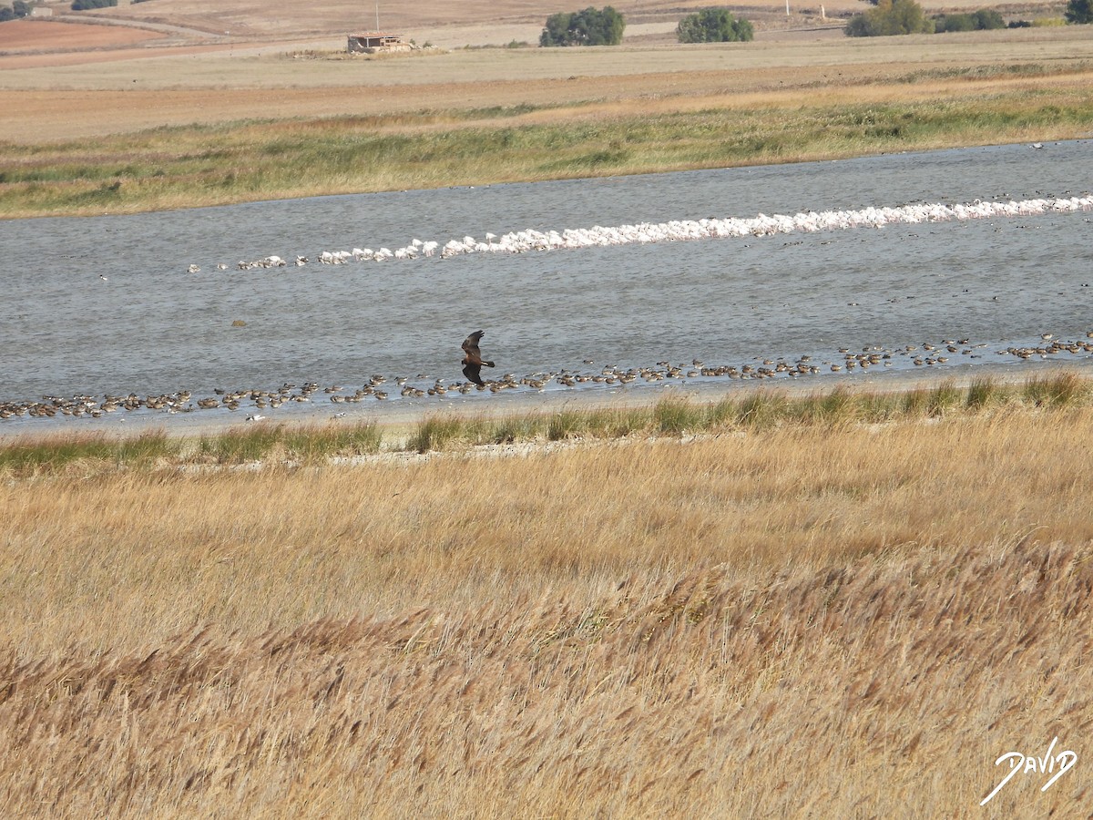 Aguilucho Lagunero Occidental - ML644512066