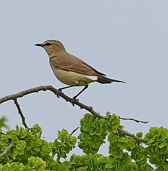 Isabellsteinschmätzer - ML644512073