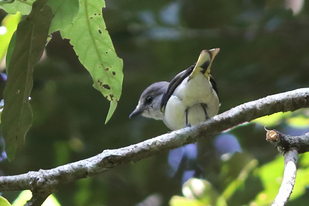 kinamønjefugl - ML644512081