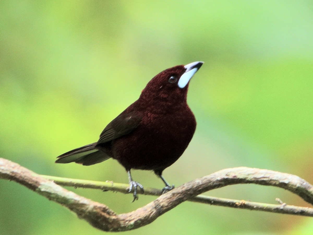 Tangara à bec d'argent - ML644512084