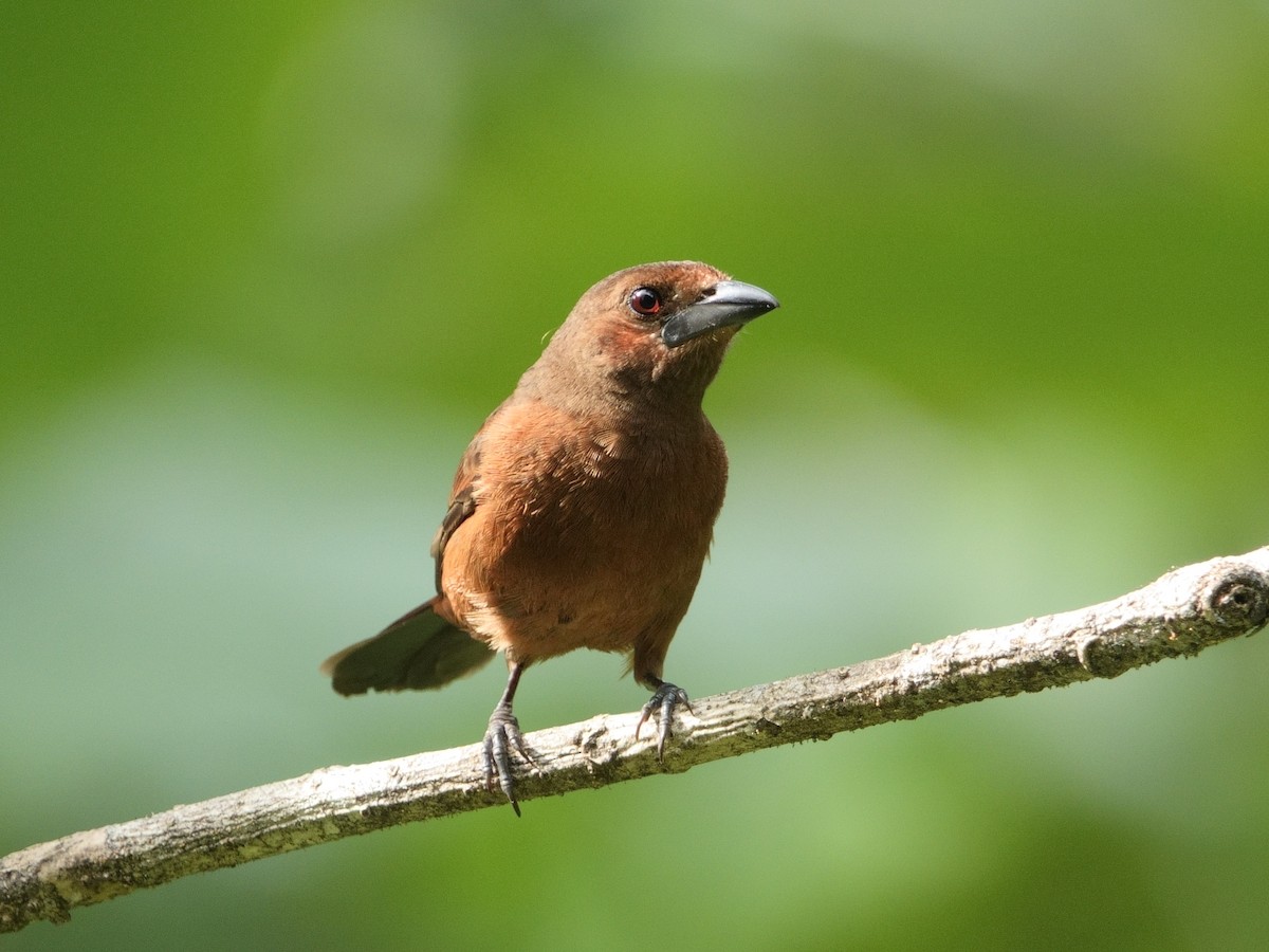 Tangara à bec d'argent - ML644512085