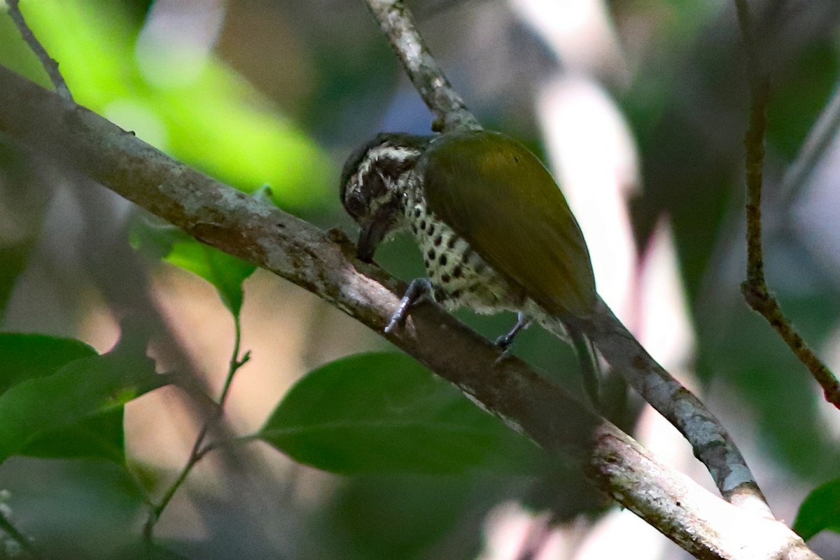 flekkpikulett - ML644512086