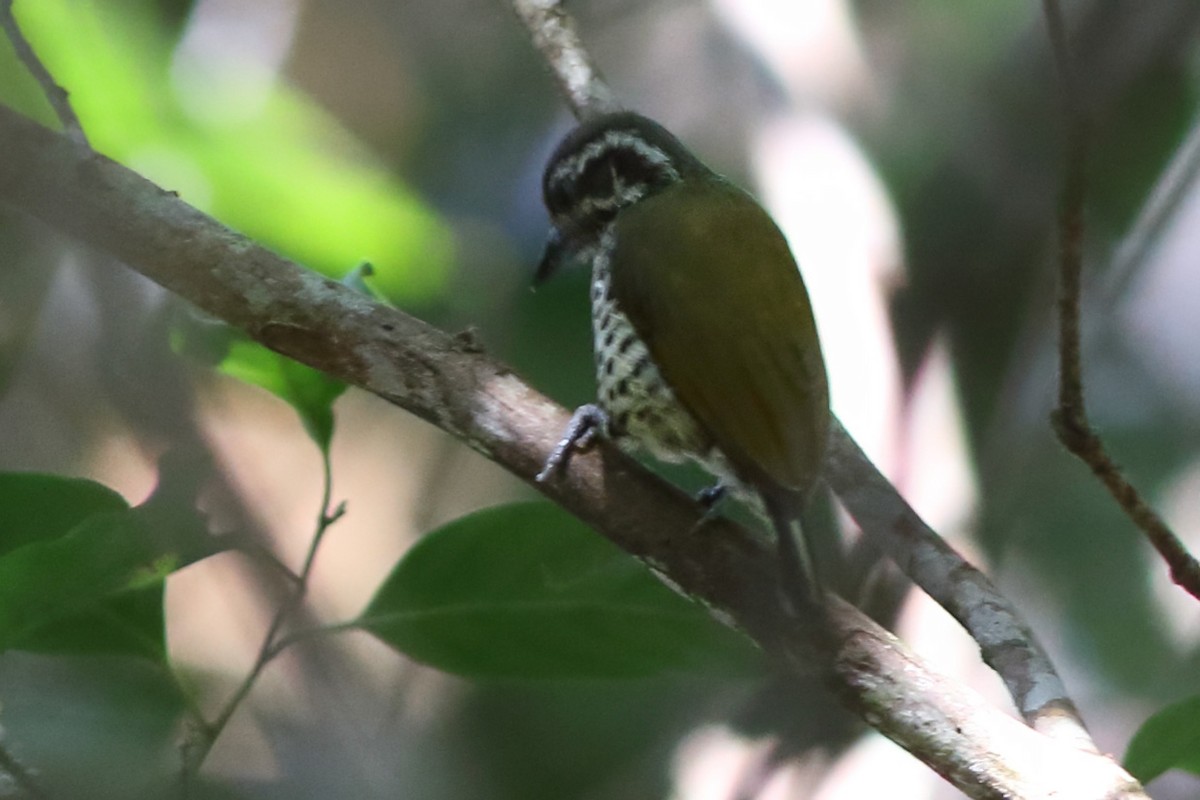 Speckled Piculet - ML644512088