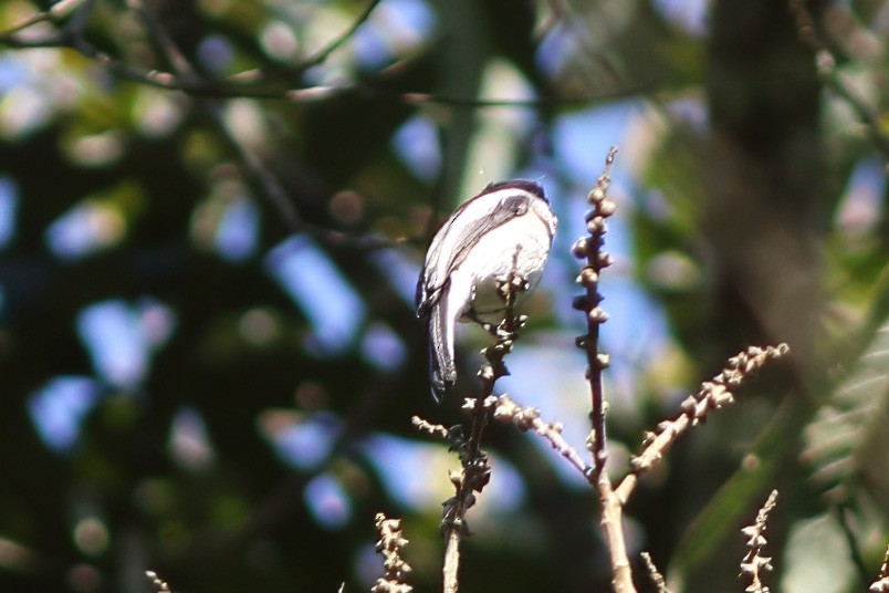 Bar-winged Flycatcher-shrike - ML644512092