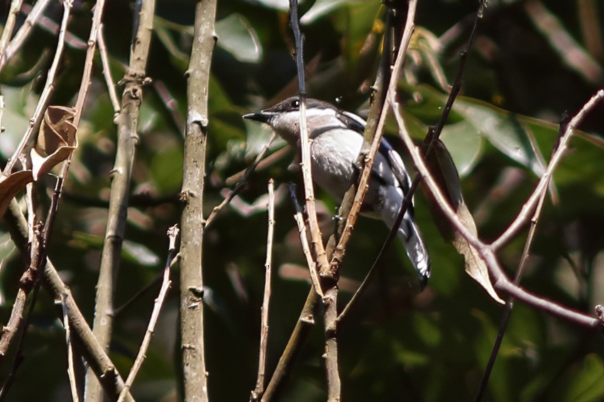 Bar-winged Flycatcher-shrike - ML644512098