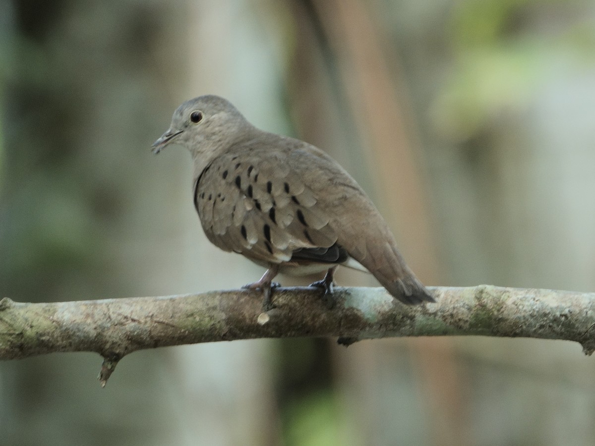 Ruddy Ground Dove - ML644512102