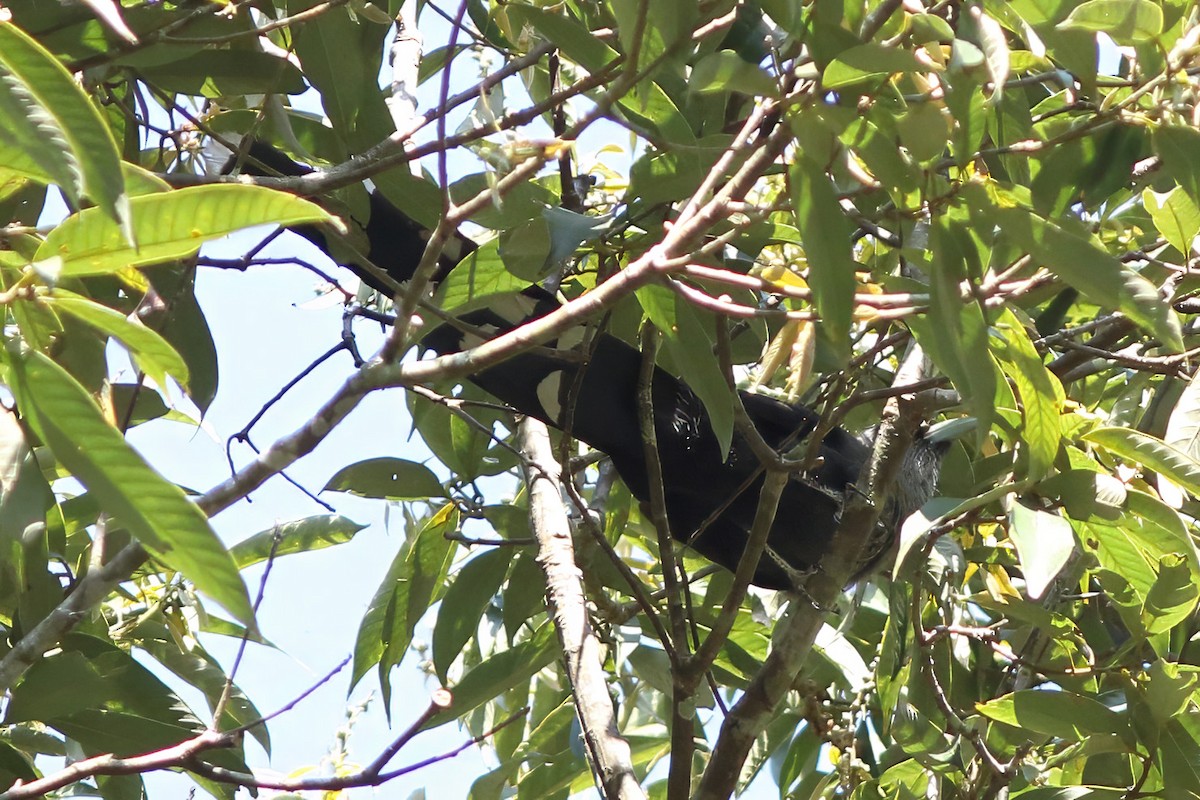 Green-billed Malkoha - ML644512105