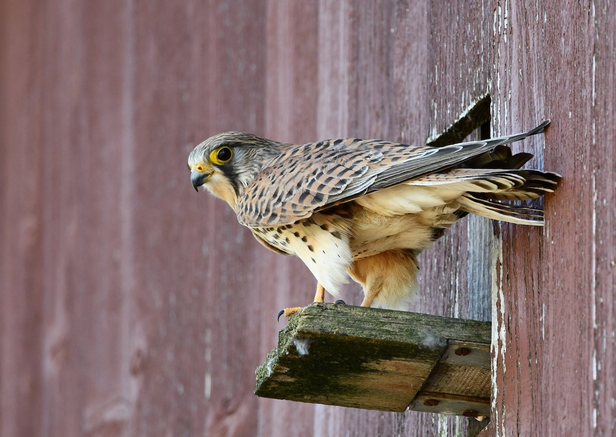 Eurasian Kestrel - ML644512106